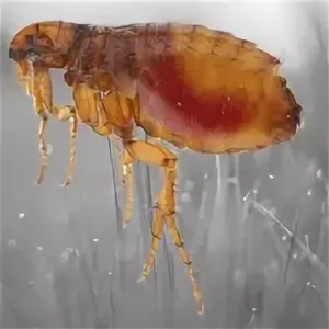 Обработка от блох